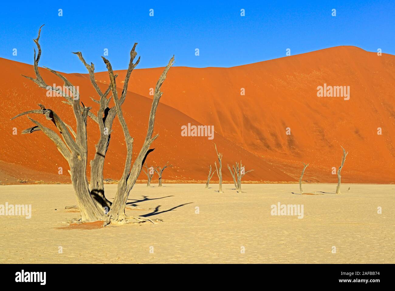 Kameldornbaeume (Acacia erioloba), Auch Kameldorn oder Kameldornakazie im Abendlicht letzten, Namib Naukluft Nationalpark, Deadvlei, Dead Vlei, Sossu Foto Stock