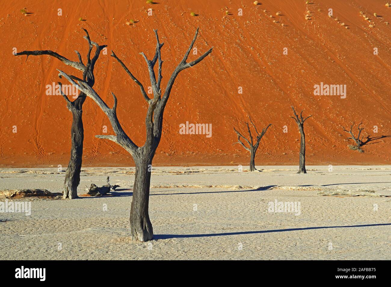 Kameldornbaeume (Acacia erioloba), Auch Kameldorn oder Kameldornakazie im Abendlicht letzten, Namib Naukluft Nationalpark, Deadvlei, Dead Vlei, Sossu Foto Stock