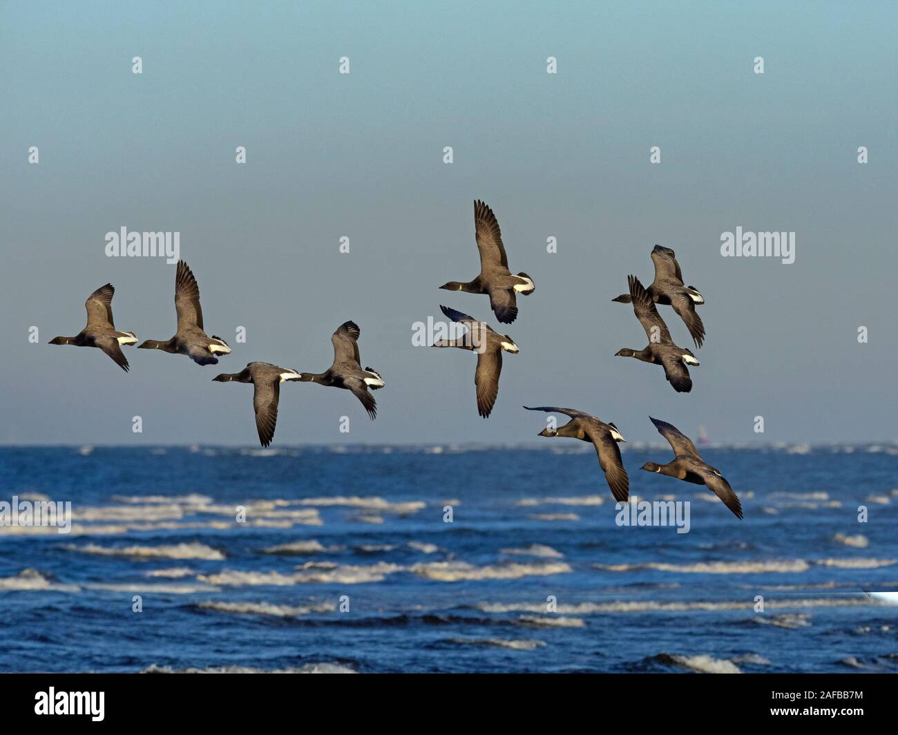 Brent oche Branta bernicla gregge in volo sopra il mare del Nord a Titchwell RSPB riserva Norfolk Foto Stock