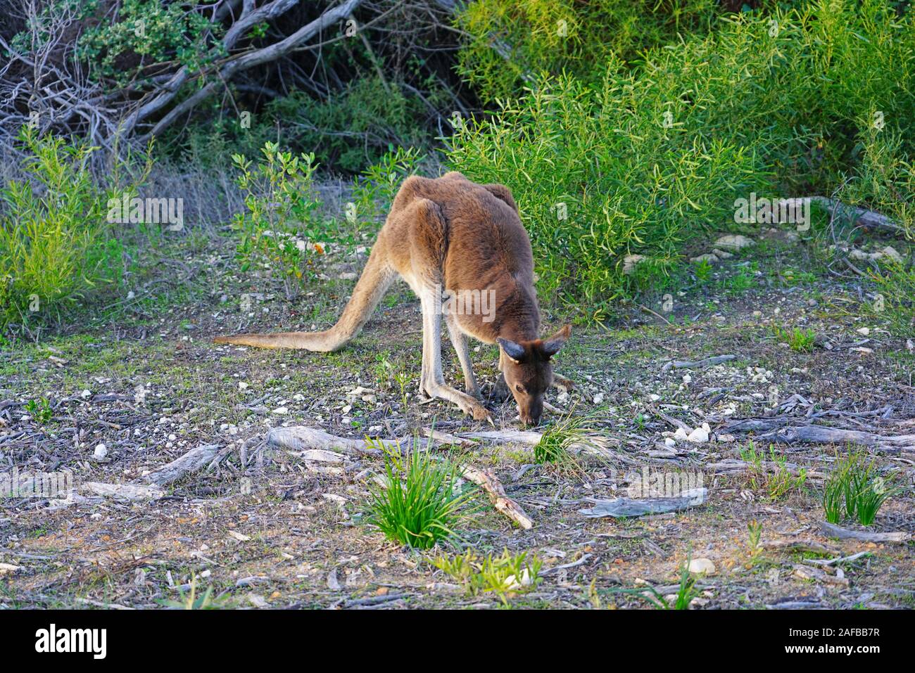 Wild kangaroo sul lato della strada in Australia Occidentale Foto Stock