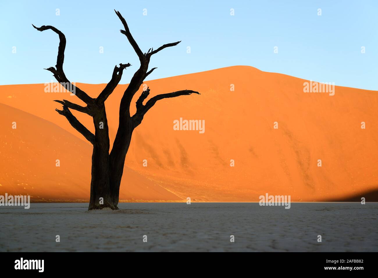 Kameldornbaeume (Acacia erioloba), Auch Kameldorn oder Kameldornakazie im Abendlicht letzten, Namib Naukluft Nationalpark, Deadvlei, Dead Vlei, Sossu Foto Stock