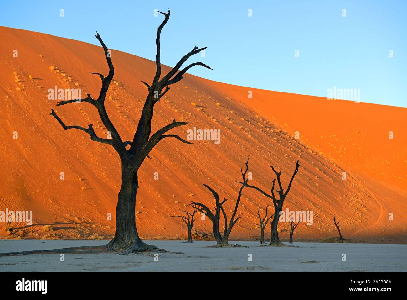 Kameldornbaeume (Acacia erioloba), Auch Kameldorn oder Kameldornakazie im Abendlicht letzten, Namib Naukluft Nationalpark, Deadvlei, Dead Vlei, Sossu Foto Stock