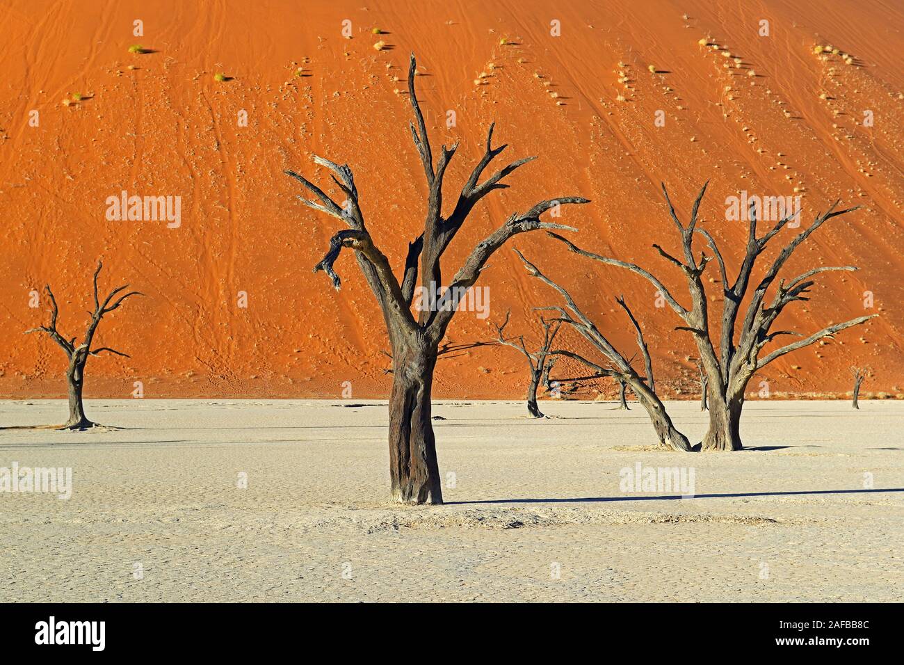 Kameldornbaeume (Acacia erioloba), Auch Kameldorn oder Kameldornakazie im Abendlicht letzten, Namib Naukluft Nationalpark, Deadvlei, Dead Vlei, Sossu Foto Stock