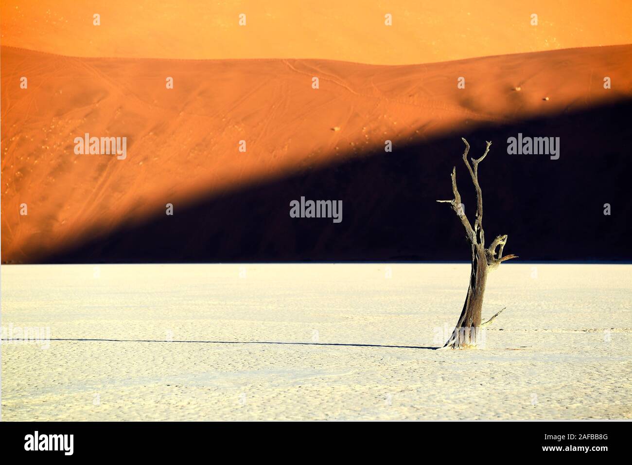 Kameldornbaeume (Acacia erioloba), Auch Kameldorn oder Kameldornakazie im Abendlicht letzten, Namib Naukluft Nationalpark, Deadvlei, Dead Vlei, Sossu Foto Stock