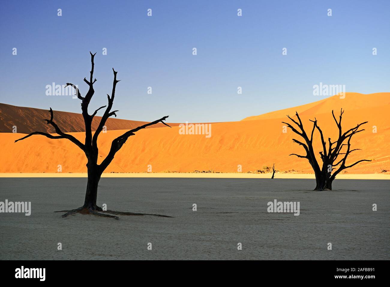 Kameldornbaeume (Acacia erioloba), Auch Kameldorn oder Kameldornakazie im Abendlicht letzten, Namib Naukluft Nationalpark, Deadvlei, Dead Vlei, Sossu Foto Stock