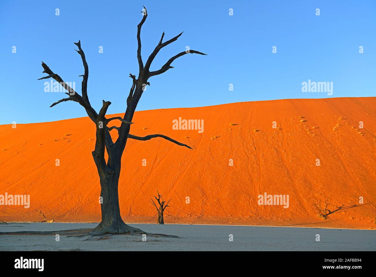 Kameldornbaeume (Acacia erioloba), Auch Kameldorn oder Kameldornakazie im Abendlicht letzten, Namib Naukluft Nationalpark, Deadvlei, Dead Vlei, Sossu Foto Stock