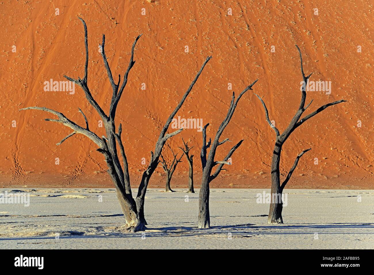 Kameldornbaeume (Acacia erioloba), Auch Kameldorn oder Kameldornakazie im Abendlicht letzten, Namib Naukluft Nationalpark, Deadvlei, Dead Vlei, Sossu Foto Stock