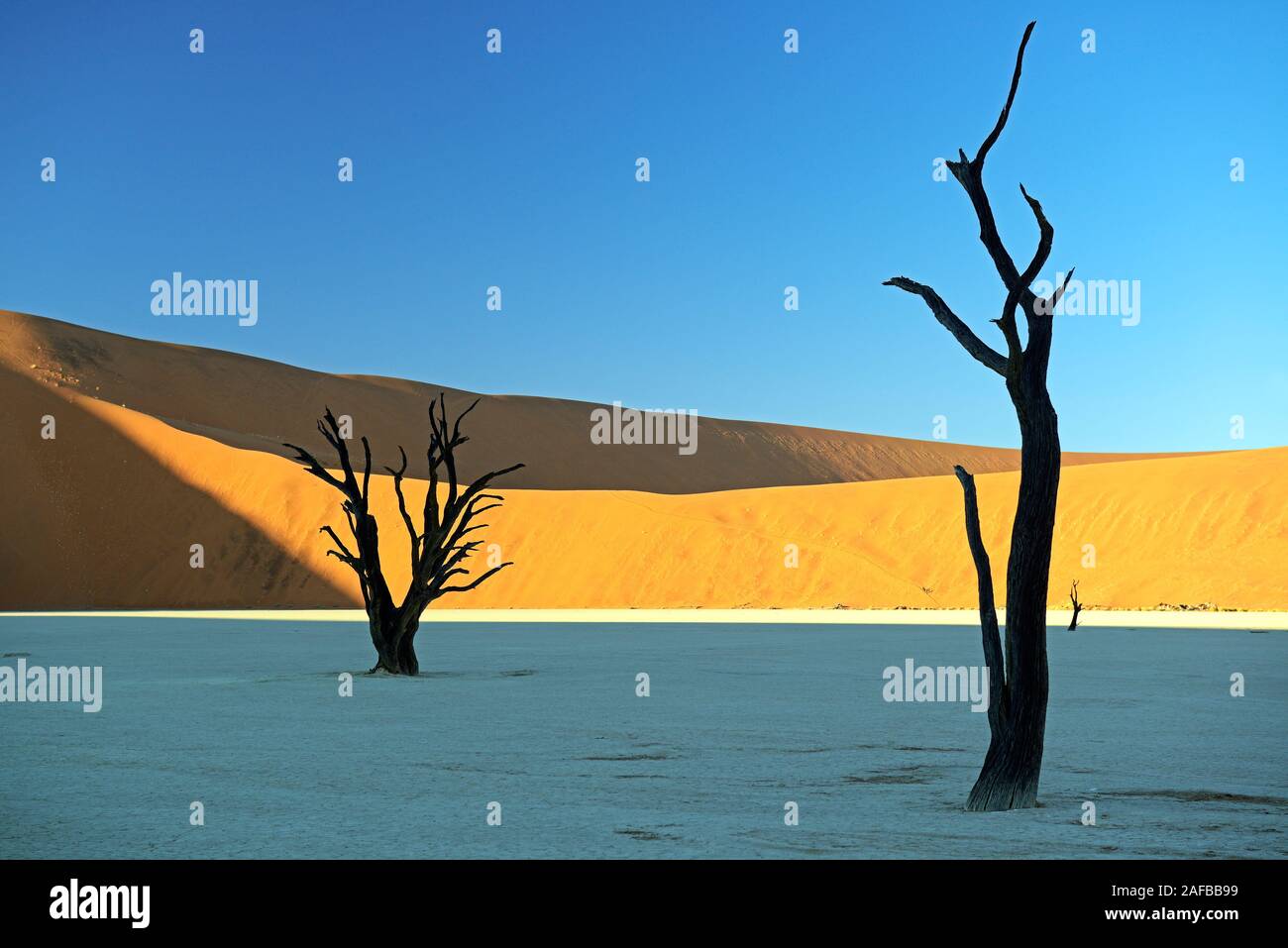 Kameldornbaeume (Acacia erioloba), Auch Kameldorn oder Kameldornakazie im Abendlicht letzten, Namib Naukluft Nationalpark, Deadvlei, Dead Vlei, Sossu Foto Stock