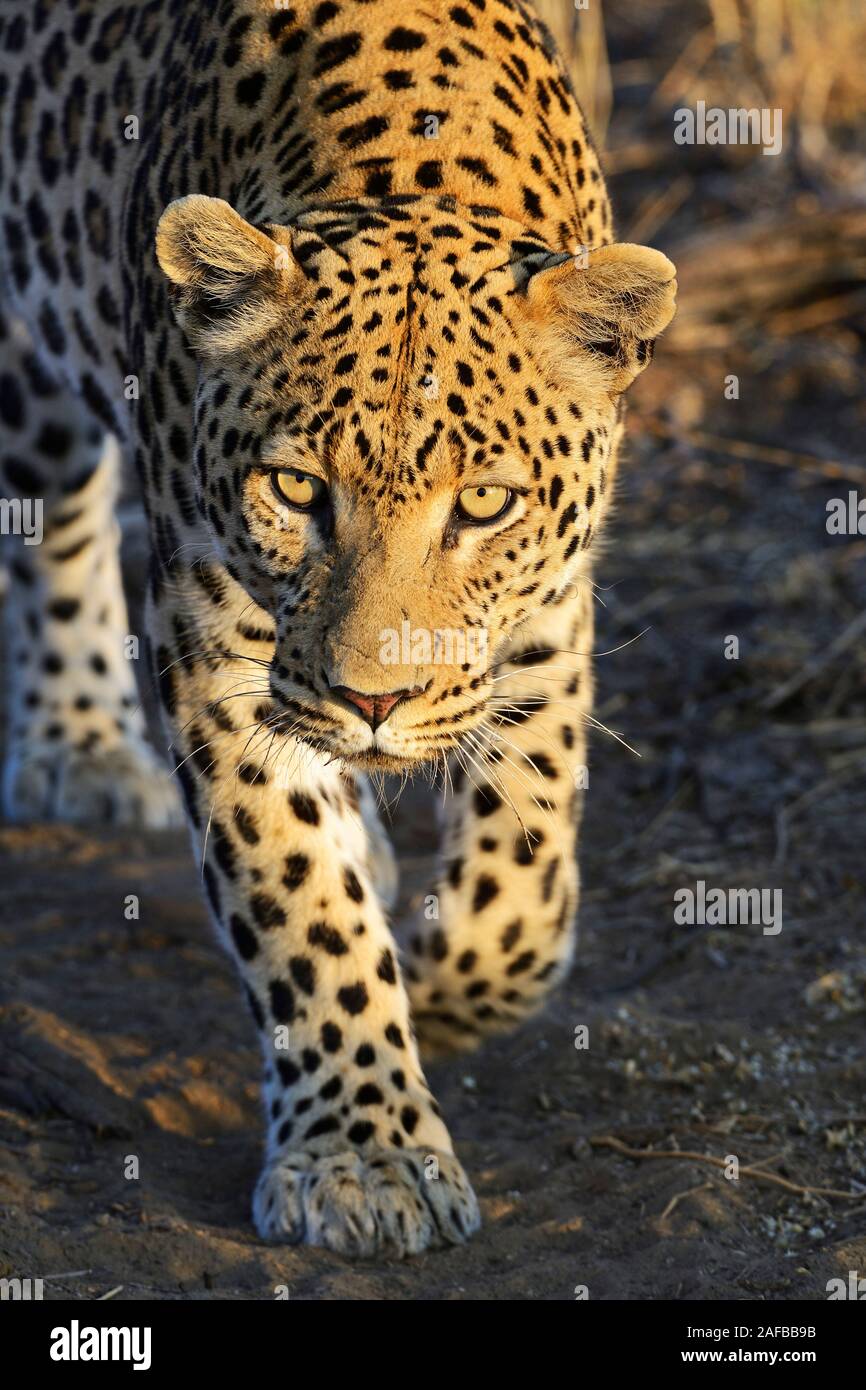 Leopard (Panthera pardus) streift durch sein Revier am Morgen, Regione di Khomas, Namibia, Afrika Foto Stock