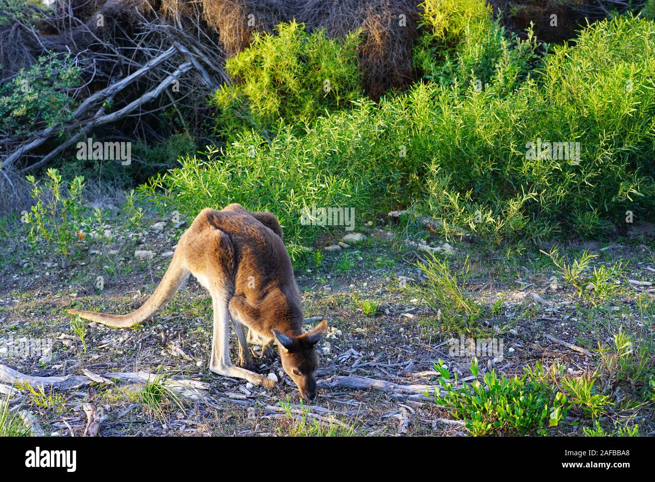 Wild kangaroo sul lato della strada in Australia Occidentale Foto Stock