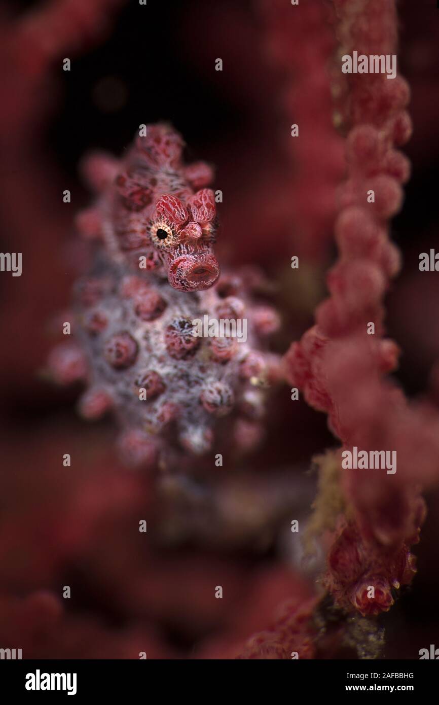 Cavalluccio marino pigmeo noto anche come Bargibant il cavalluccio marino (Hippocampus bargibanti). Subacqueo fotografia macro da Lembeh, Indonesia Foto Stock