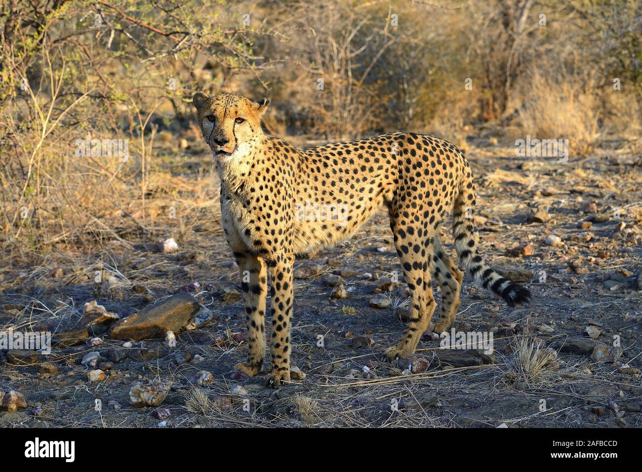 Il Gepard, Namibia, Afrika, Foto Stock