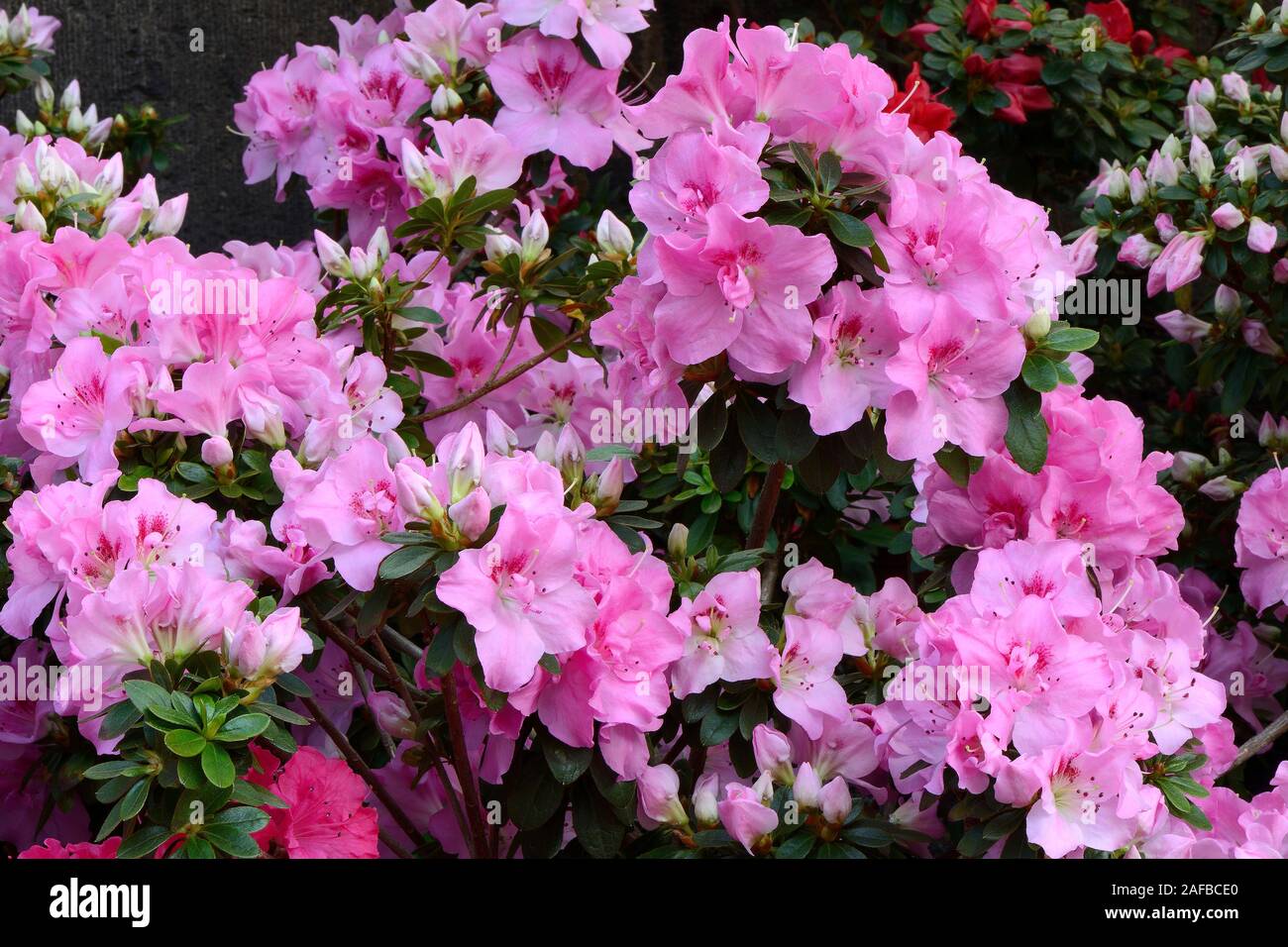 Verschiedene Zuchtformen eines Rhododrendron (Rhododendron strigillosum ) Deutschland Foto Stock