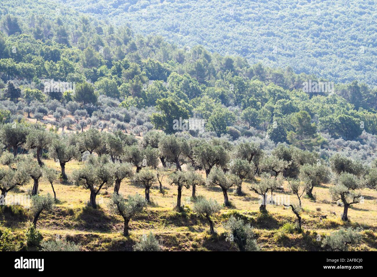 Oliveti, Poreta, nr spoleto, Umbria Foto Stock