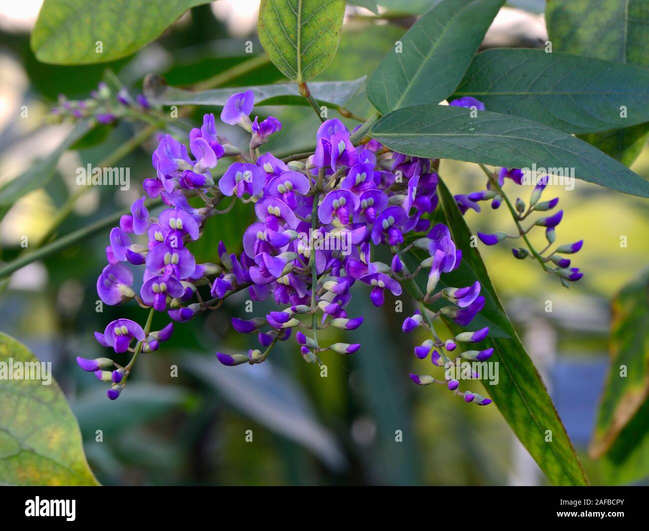 Violette Hardenbergie, Hardenbergia violacea, Australien Foto Stock
