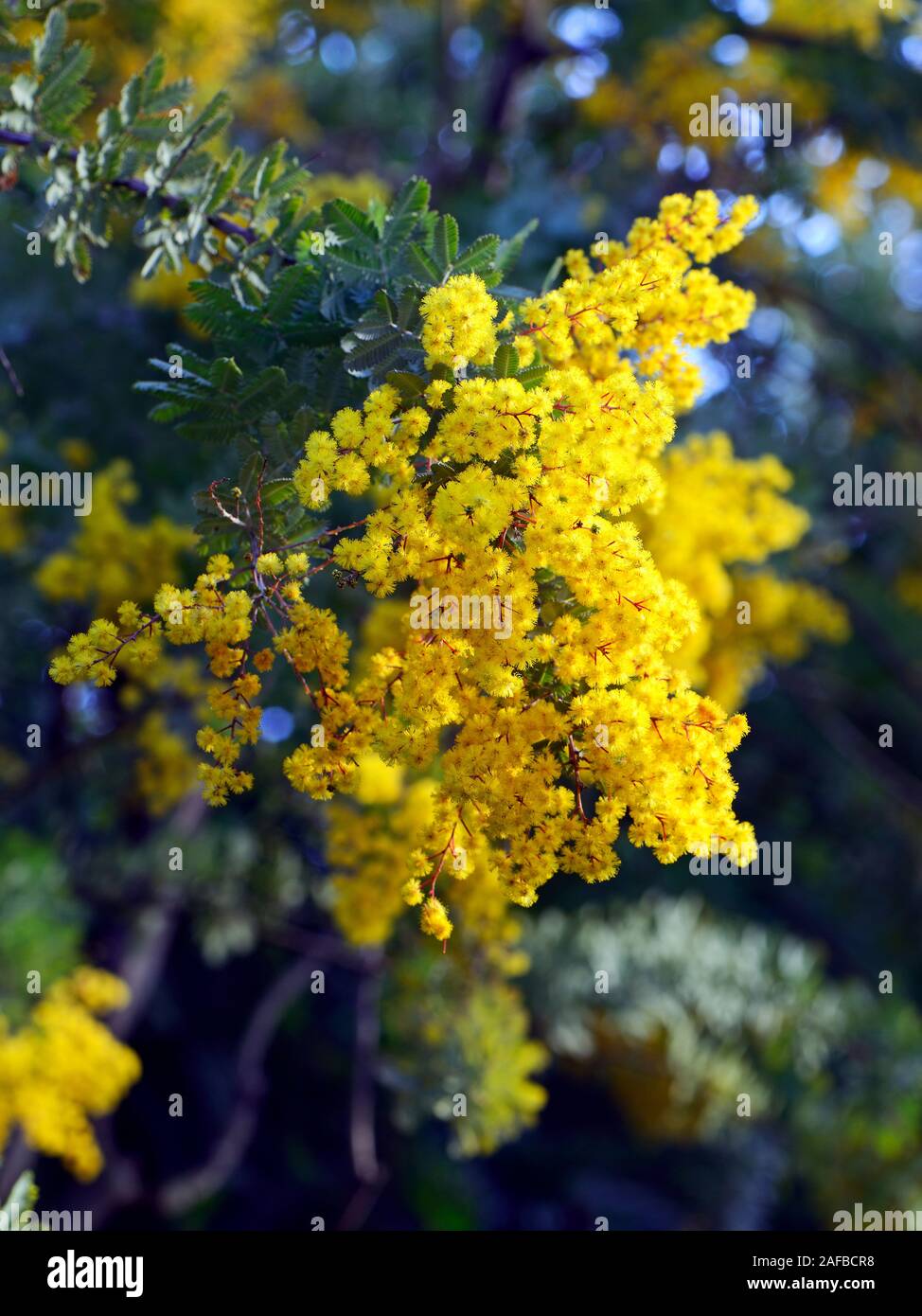 Cootamundra-Akazie oder Baileys Akazie (Acacia baileyana), Australien Foto Stock