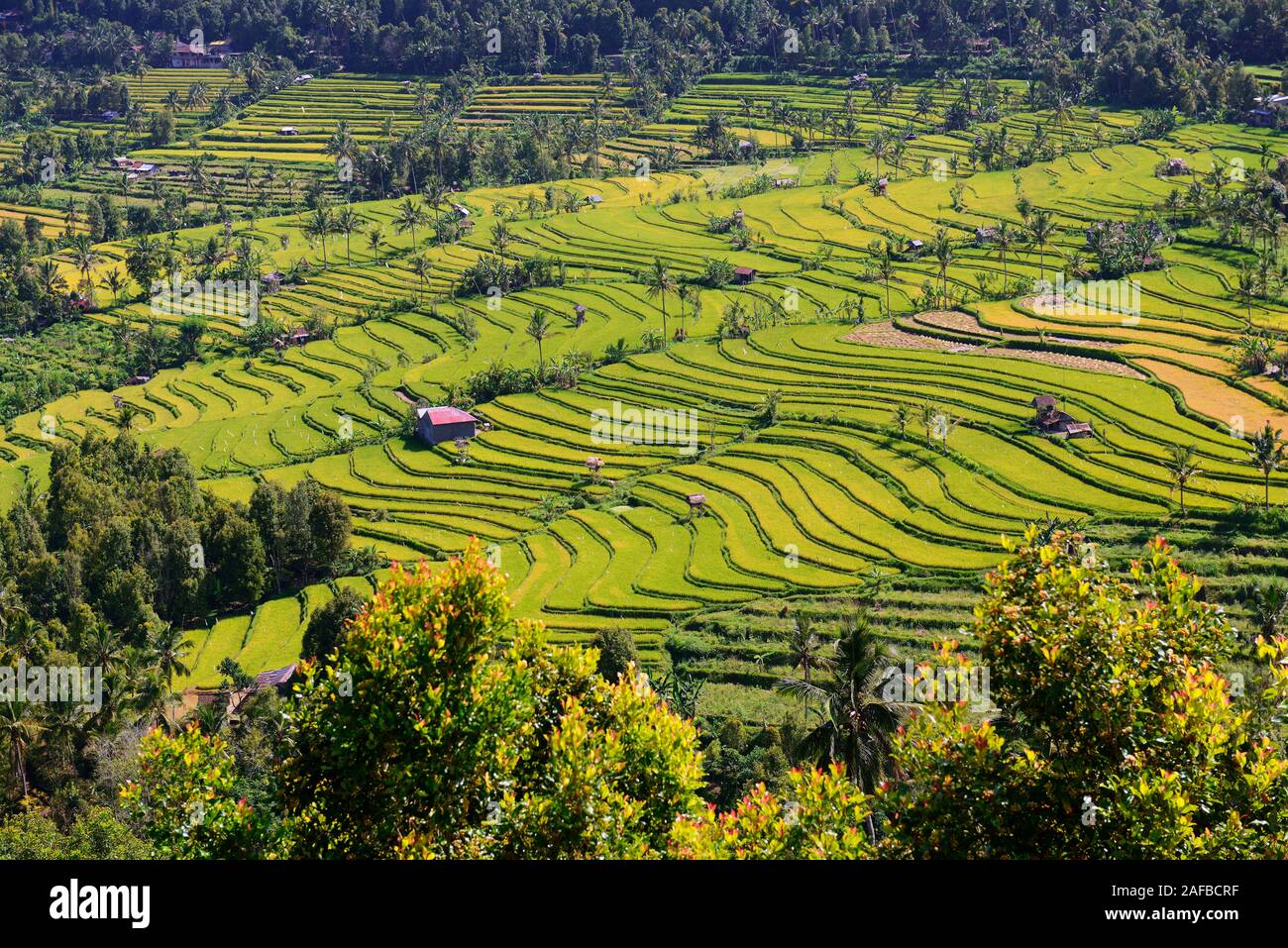 Riesige Reisfelder und Reisterassen in Zentralbali, Munduk, Bali, Indonesien Foto Stock