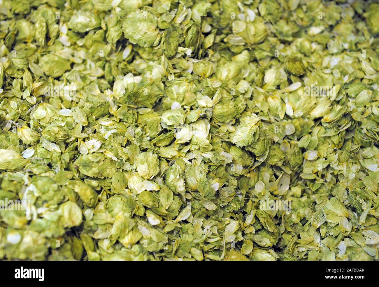 Getrockneter Hopfen, Humulus lupulus, zur Bierherstellung Foto Stock