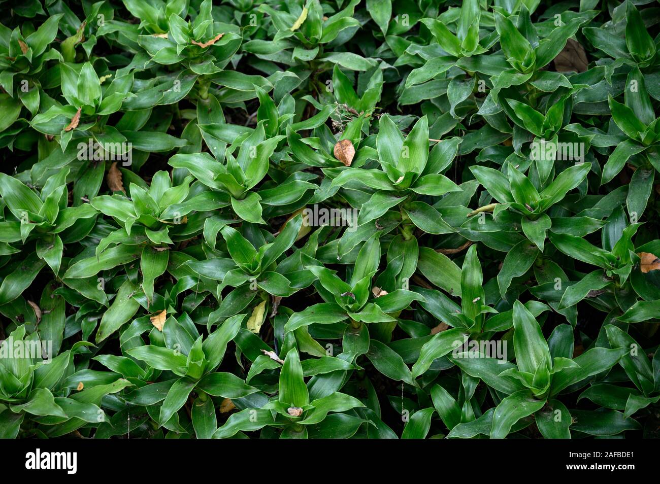 Foglie verdi del tappeto tropicale savana sfondo di erba Foto Stock