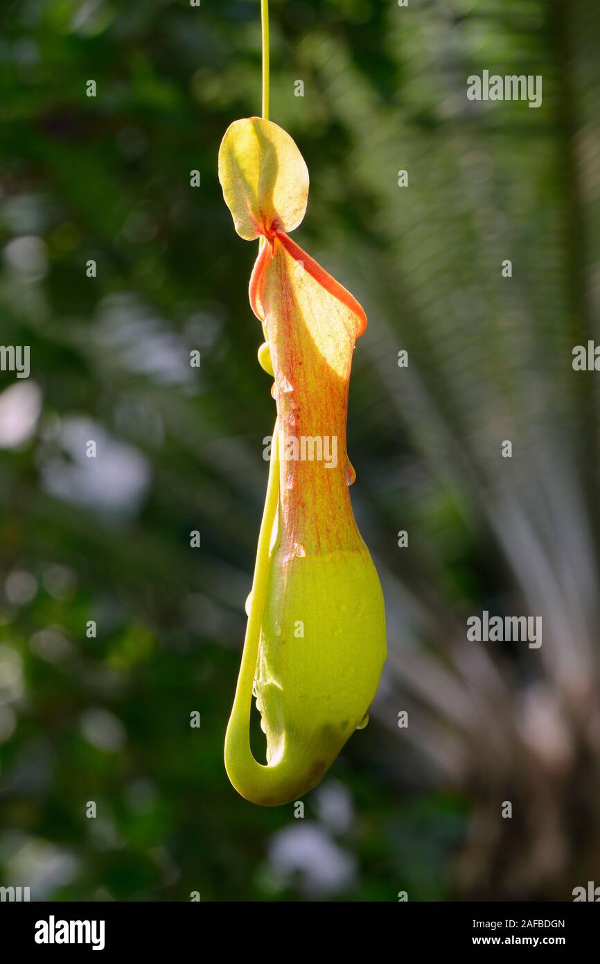 Geflügelte Kannenpflanze ( Nepenthes allata) Vorkommen Philippinen Foto Stock
