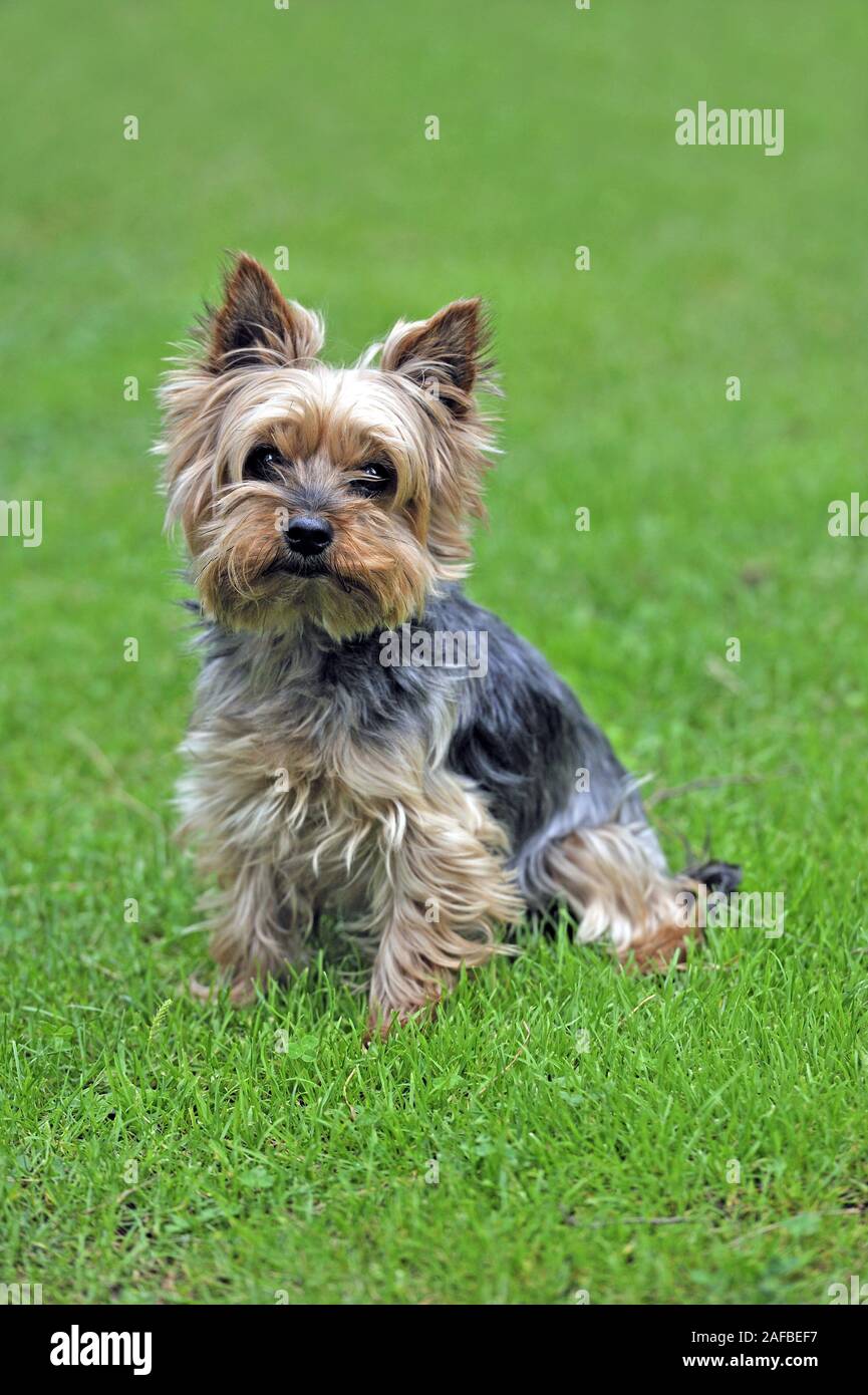 Yorkshire Terrier, auf Wiese Foto Stock