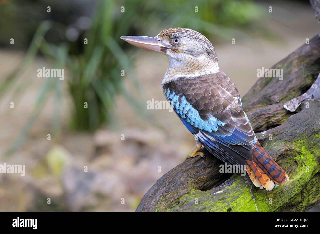 Blauflügelkookaburra, Lachender Hans, Dacelo leachii, Queensland, Australien, Foto Stock