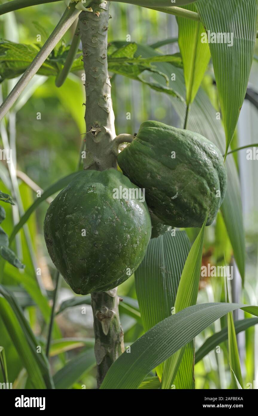 La papaia ,Carica papaya, am Baum Foto Stock