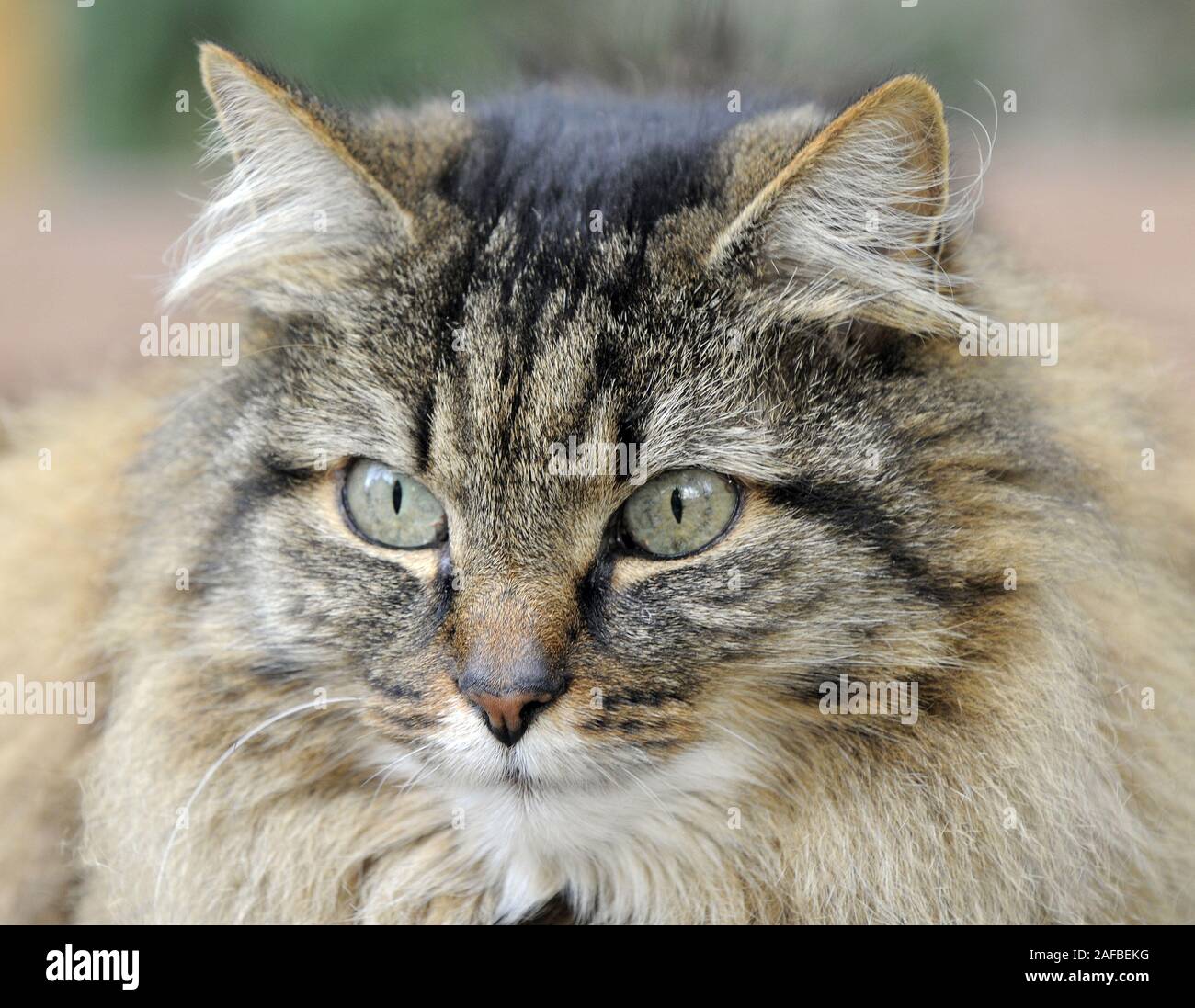 Hauskatze - Angorakatze - Porträt Foto Stock
