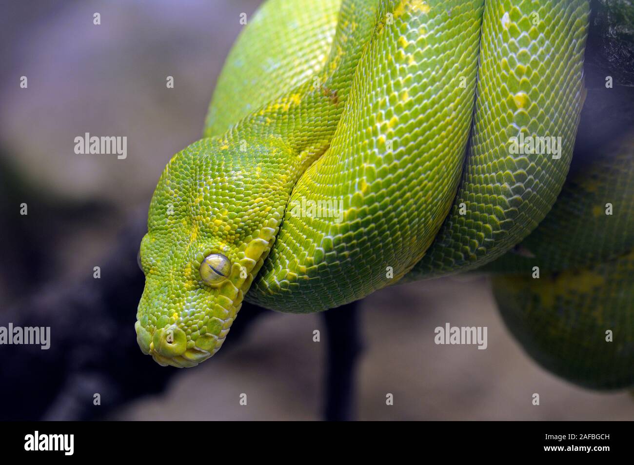 Grüner Baumpython - Morelia viridis Foto Stock