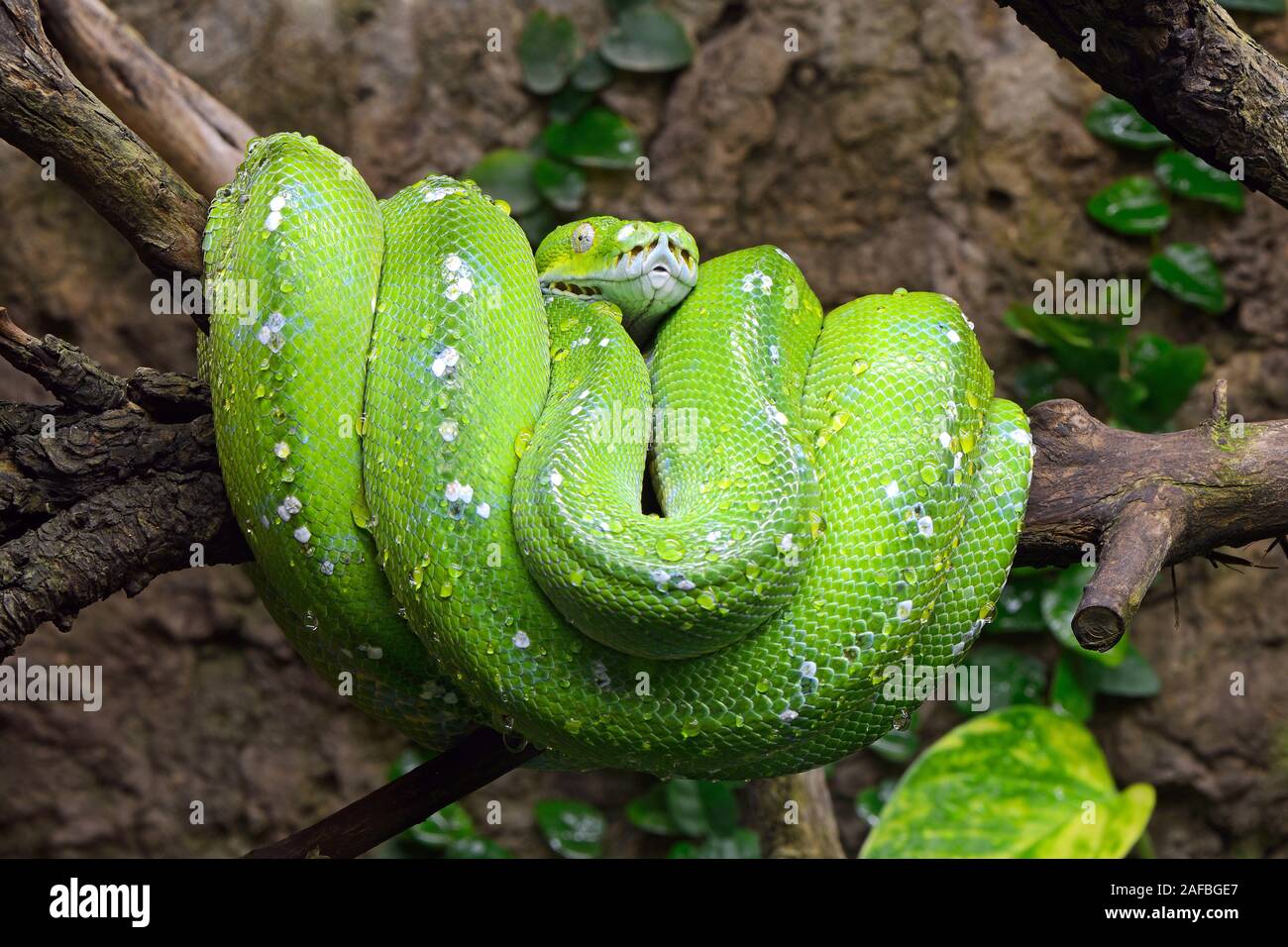 Grüne Baumpython (Morelia viridis), prigionieri Vorkommen Asien, Australien Foto Stock