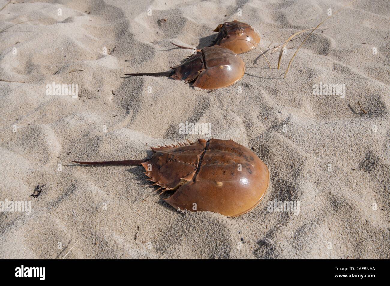 Il granchio a ferro di cavallo (Limulus polyphemus) carapace sulla spiaggia Foto Stock
