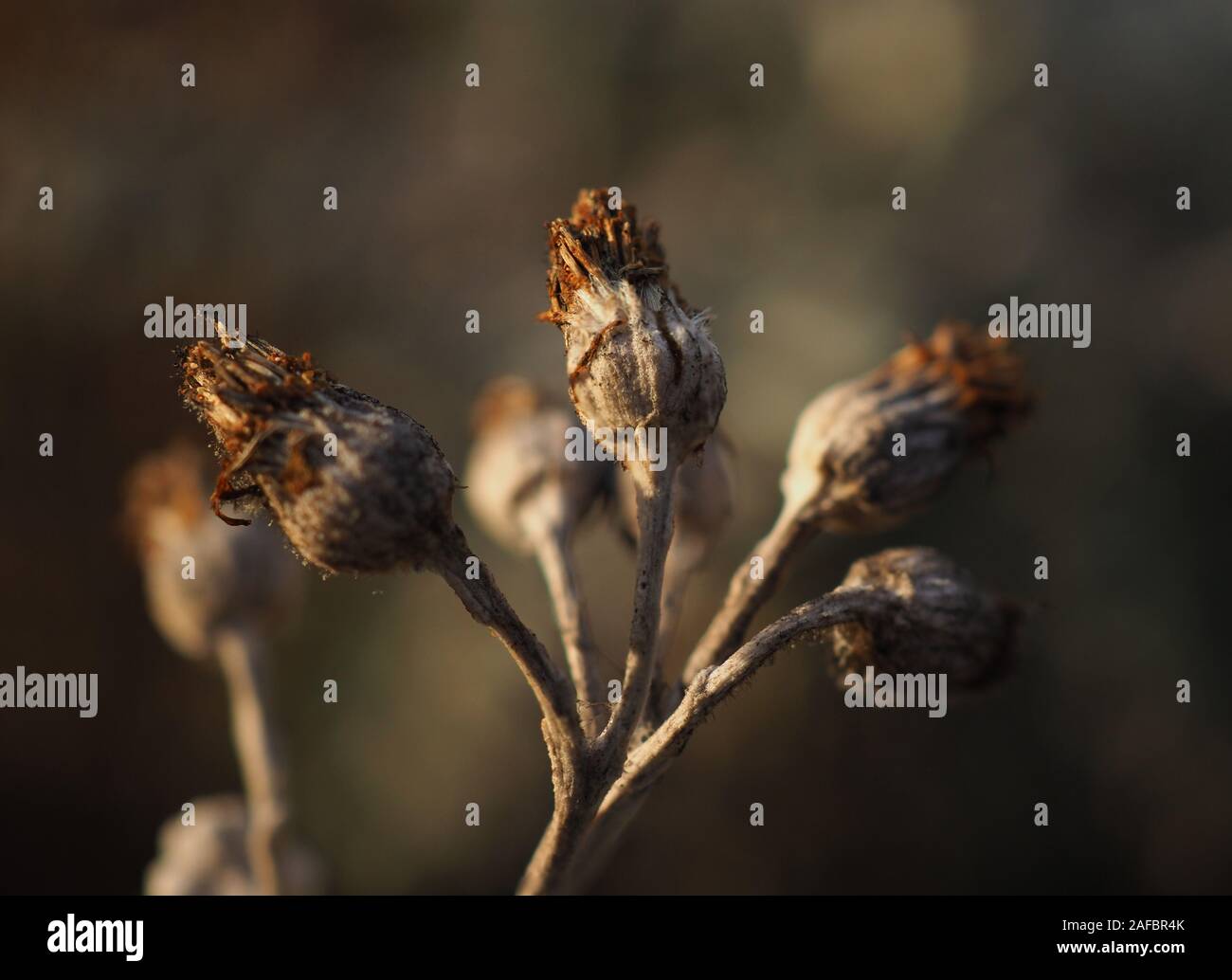 Marrone finito le teste dei fiori su un argento pianta di erba tossica, Jacobaea maritima, in inverno Foto Stock