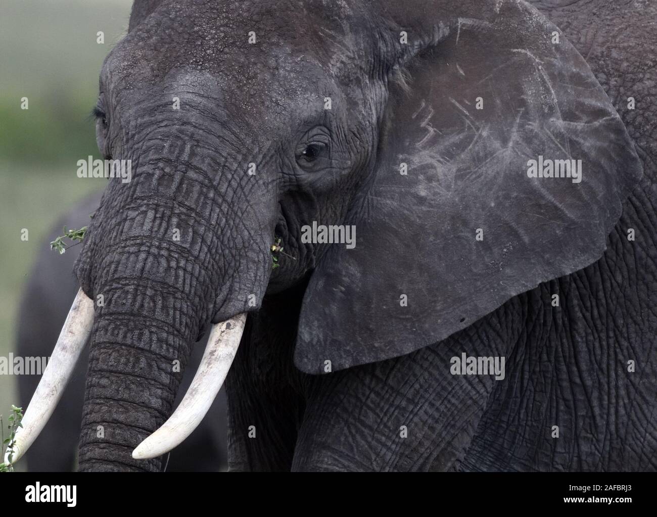 Ritratto di un elefante africano (Loxodonta africana). Parco Nazionale Serengeti, Tanzania. Foto Stock