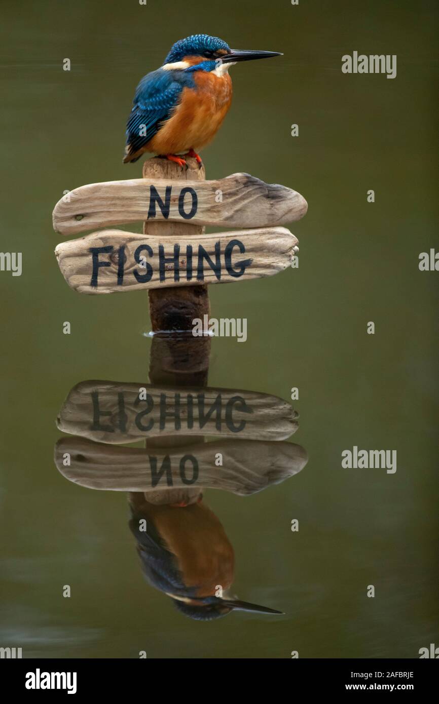 Kingfisher (Alcedo atthis) appollaiato su un nessun segno di pesca Foto Stock