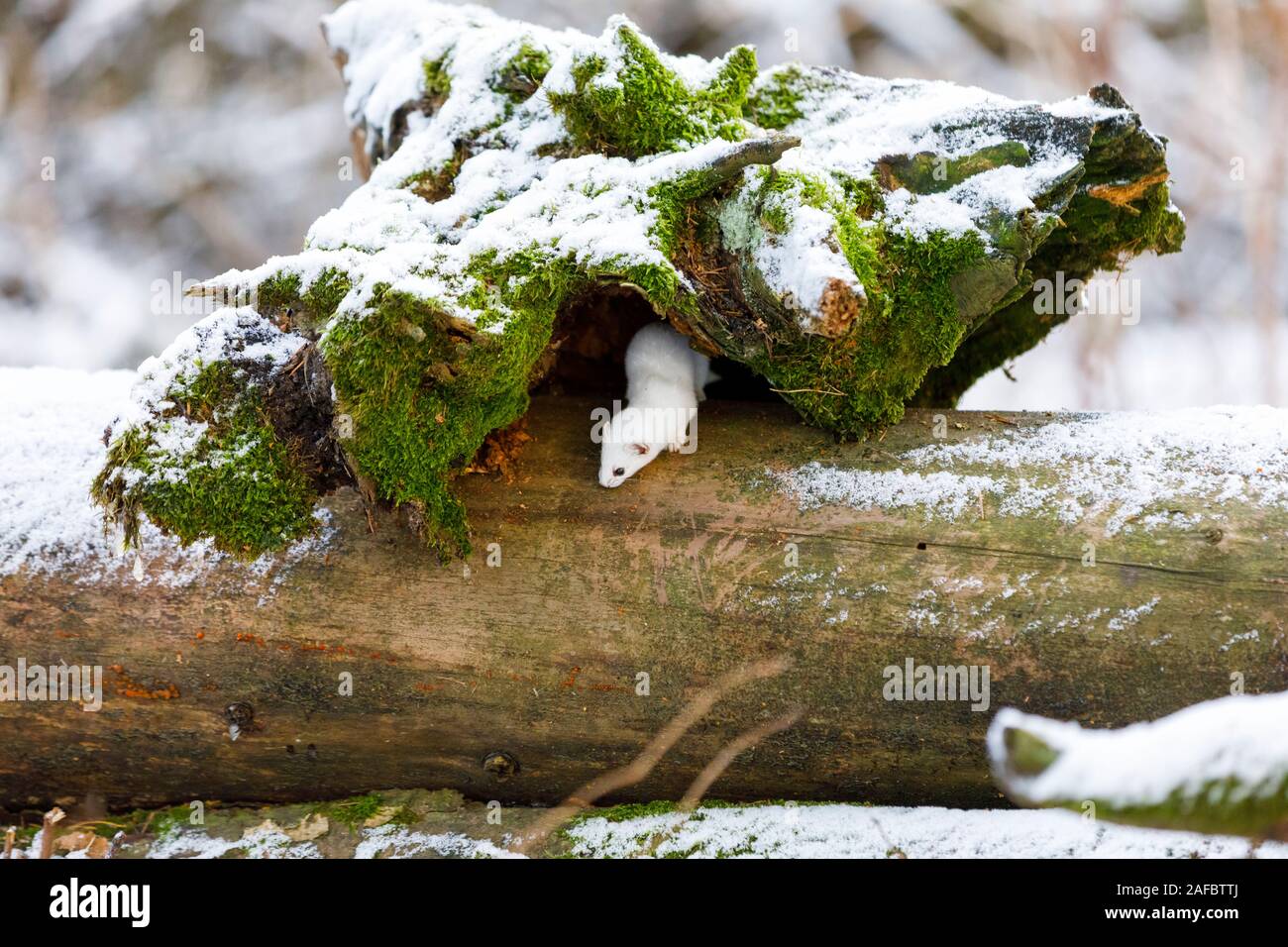 Di piccole dimensioni e di colore bianco di almeno donnola su un vecchio ceppo di albero nella foresta di inverno Foto Stock