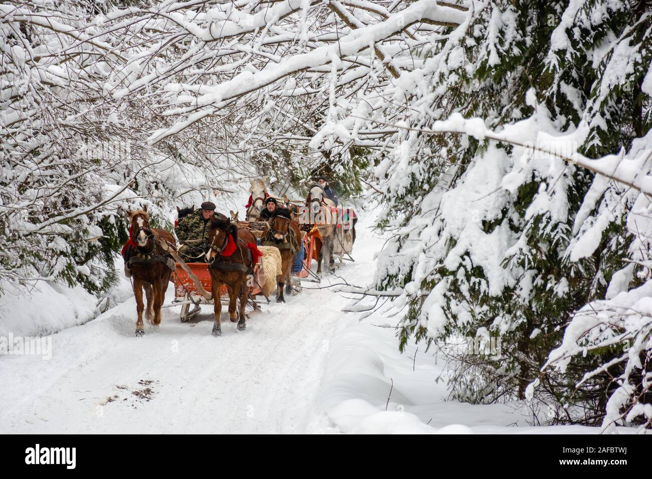 Synevyr national park, Ucraina - 11 FEB 2018: inverno vacanza divertente. cavalli in open sleigh attraverso la foresta. paesaggio naturale con abeti in sno Foto Stock