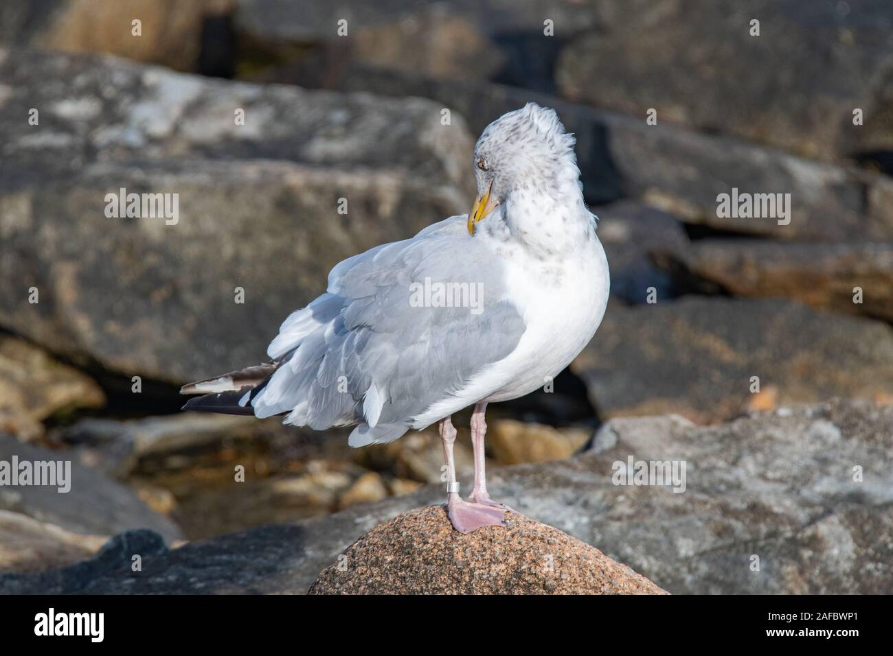 American Aringa Gull preening, Southwest Harbor, Parco Nazionale di Acadia, Maine, Stati Uniti d'America Foto Stock