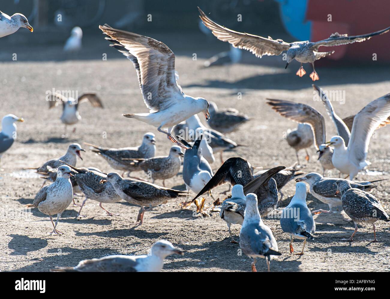 Flock of Seagulls nella piazza del paese Foto Stock