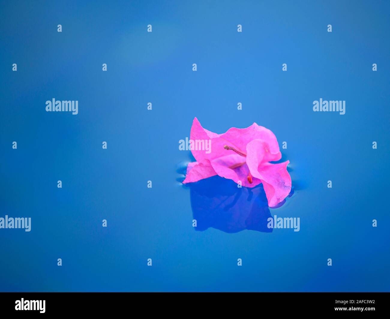 Il Bougainvillea petalo in piscina a Casa Kimberly, Puerto Vallarta, Jalisco, Messico. Foto Stock