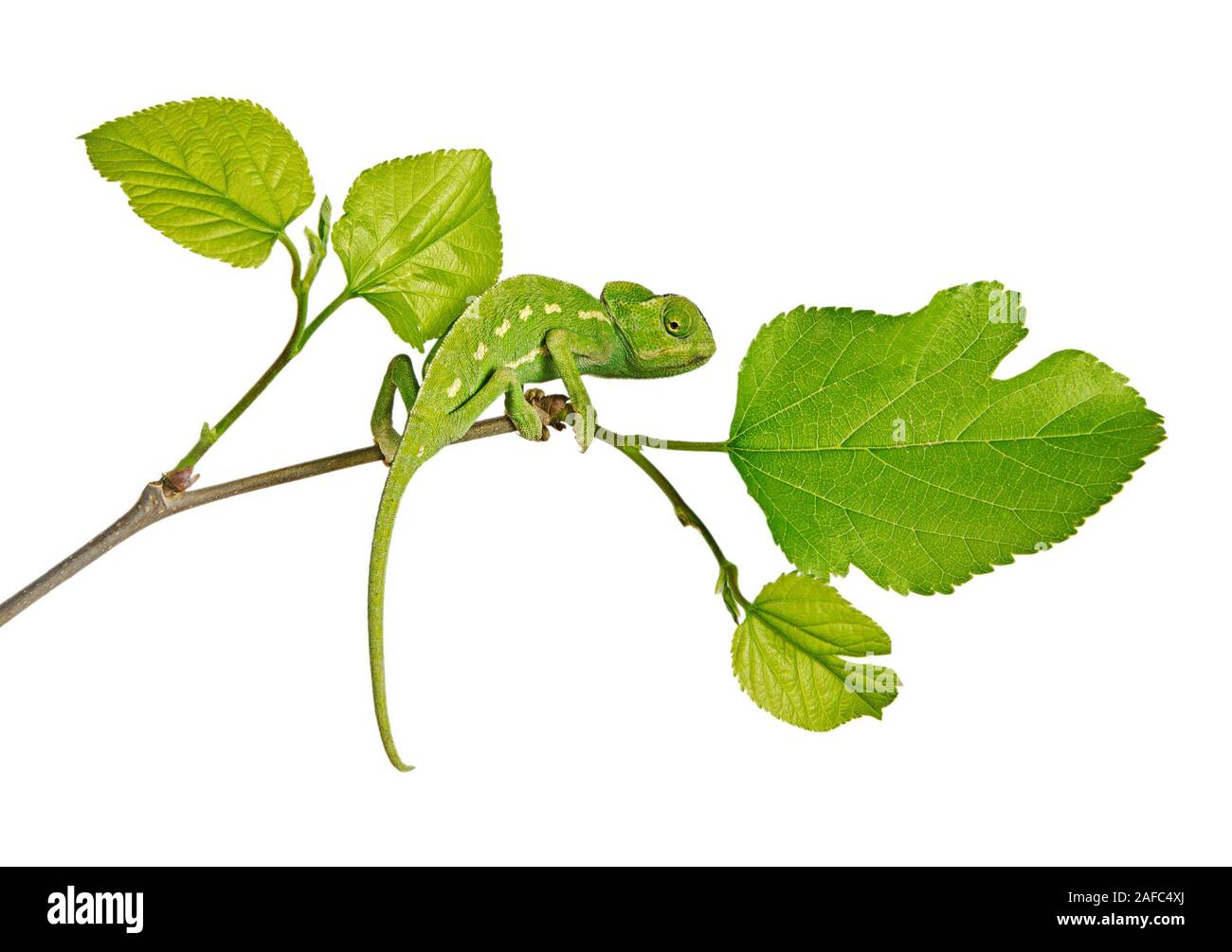 Chameleon sul ramo Foto Stock