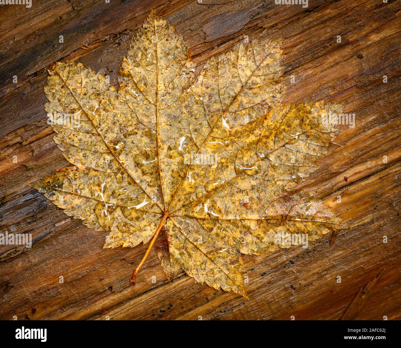 Vine maple leaf sul log in spirito scende, Umpqua National Forest, Oregon. Foto Stock