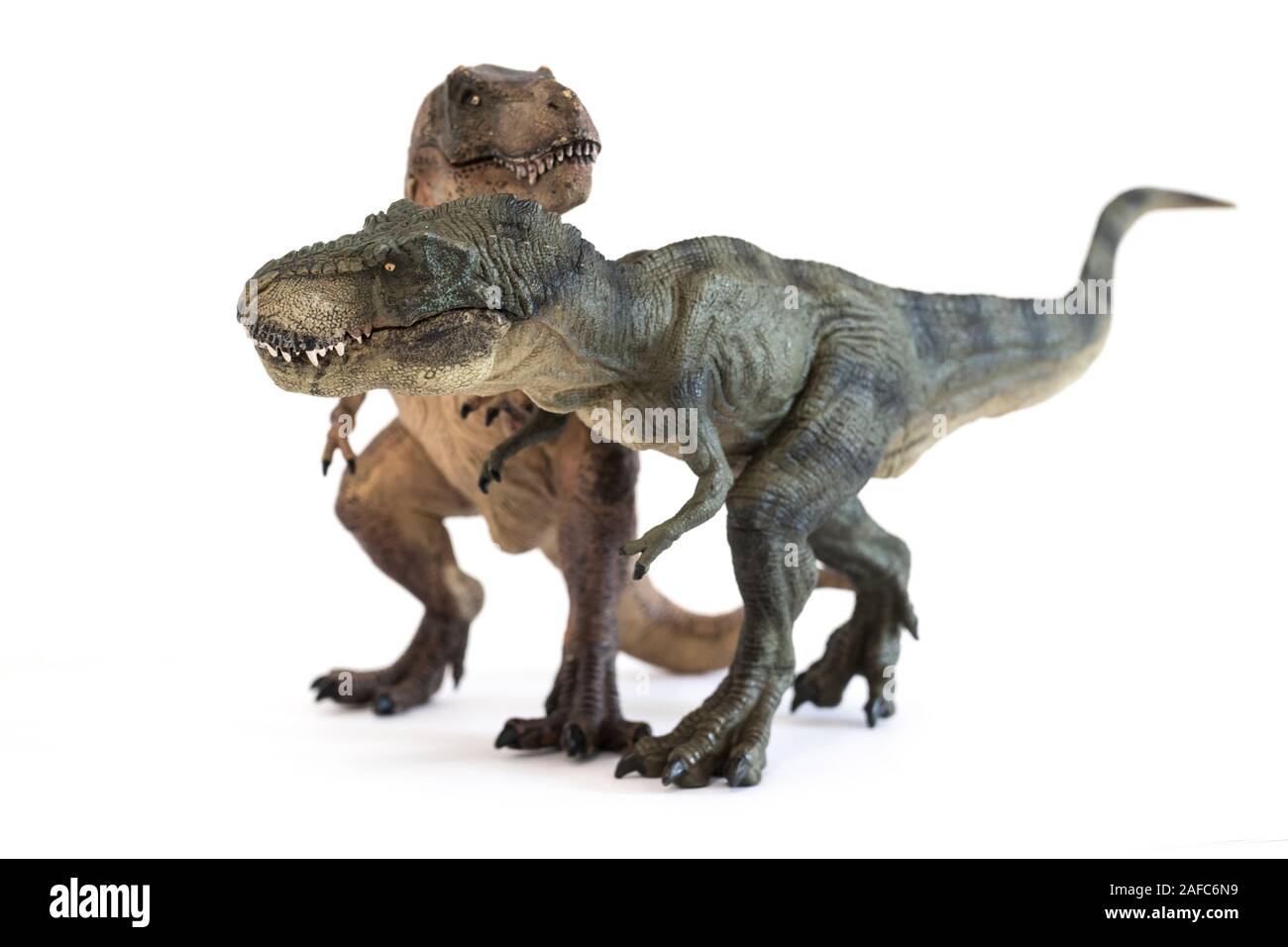 Ritratto di un giovane del Tyrannosaurus rex su sfondo bianco. La famiglia e il concetto di amicizia Foto Stock