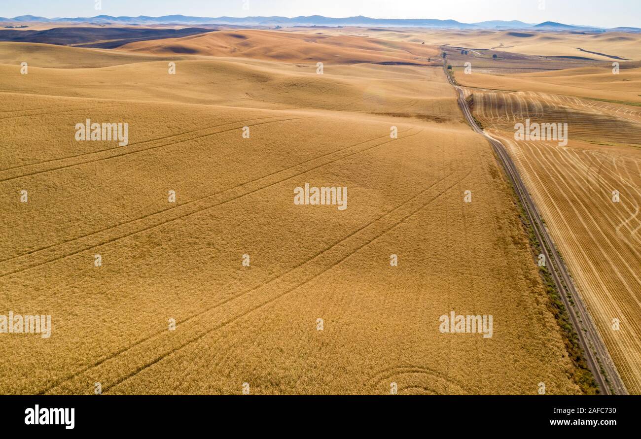 Campi di grano in stato di Washington orientale con una strada che passa attraverso Foto Stock