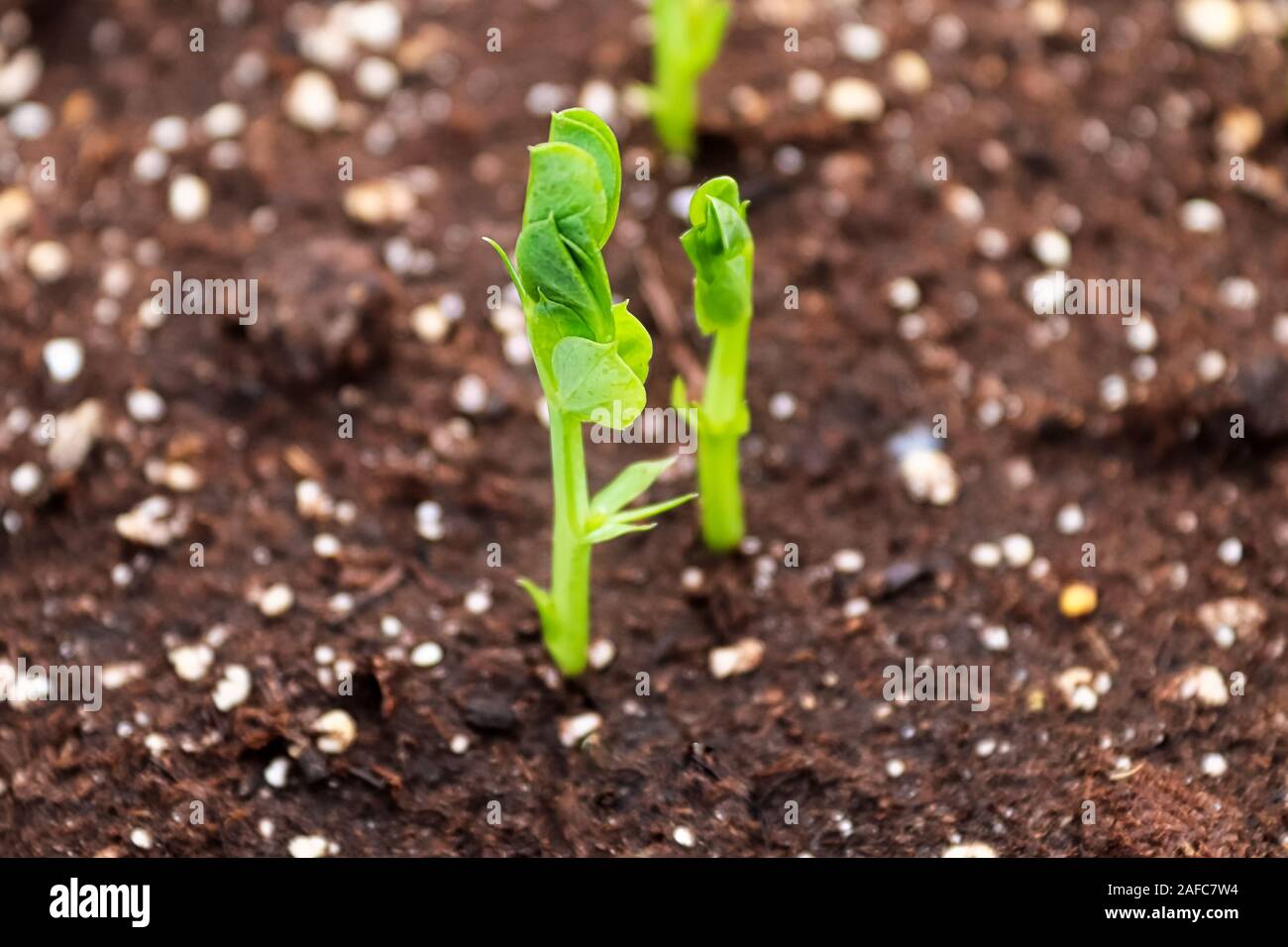 Un nuovo pisello germogliato gridare circa per aprire le sue foglie Foto Stock