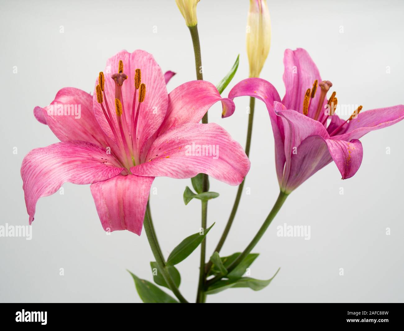 Di un bel colore rosa fiore lilium su sfondo bianco Foto Stock