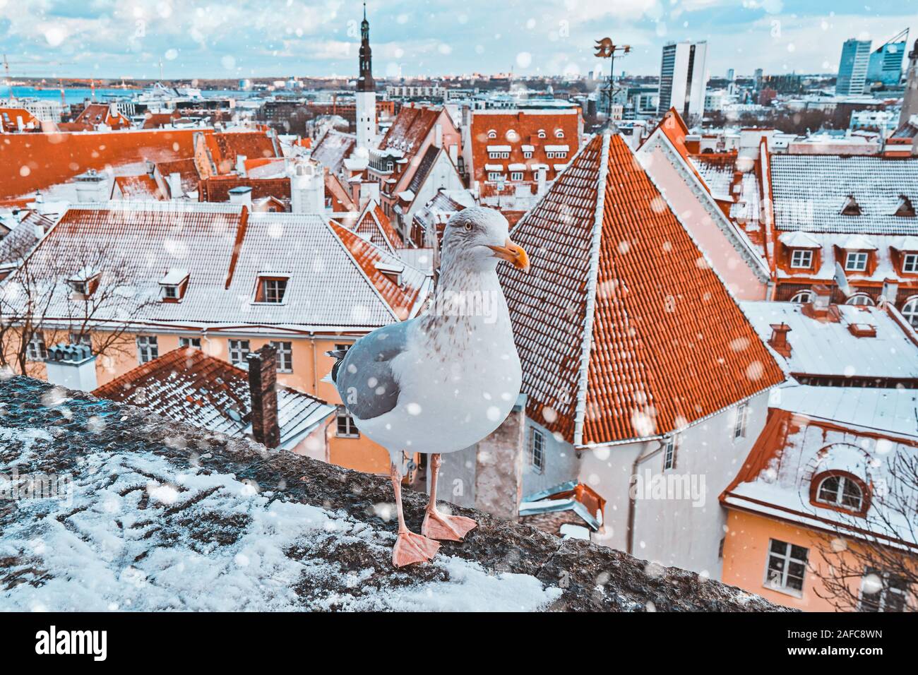 Classic vista iconico di Tallinn vecchia città cityscape skyline dalla piattaforma di osservazione con popolari locali seagull Foto Stock