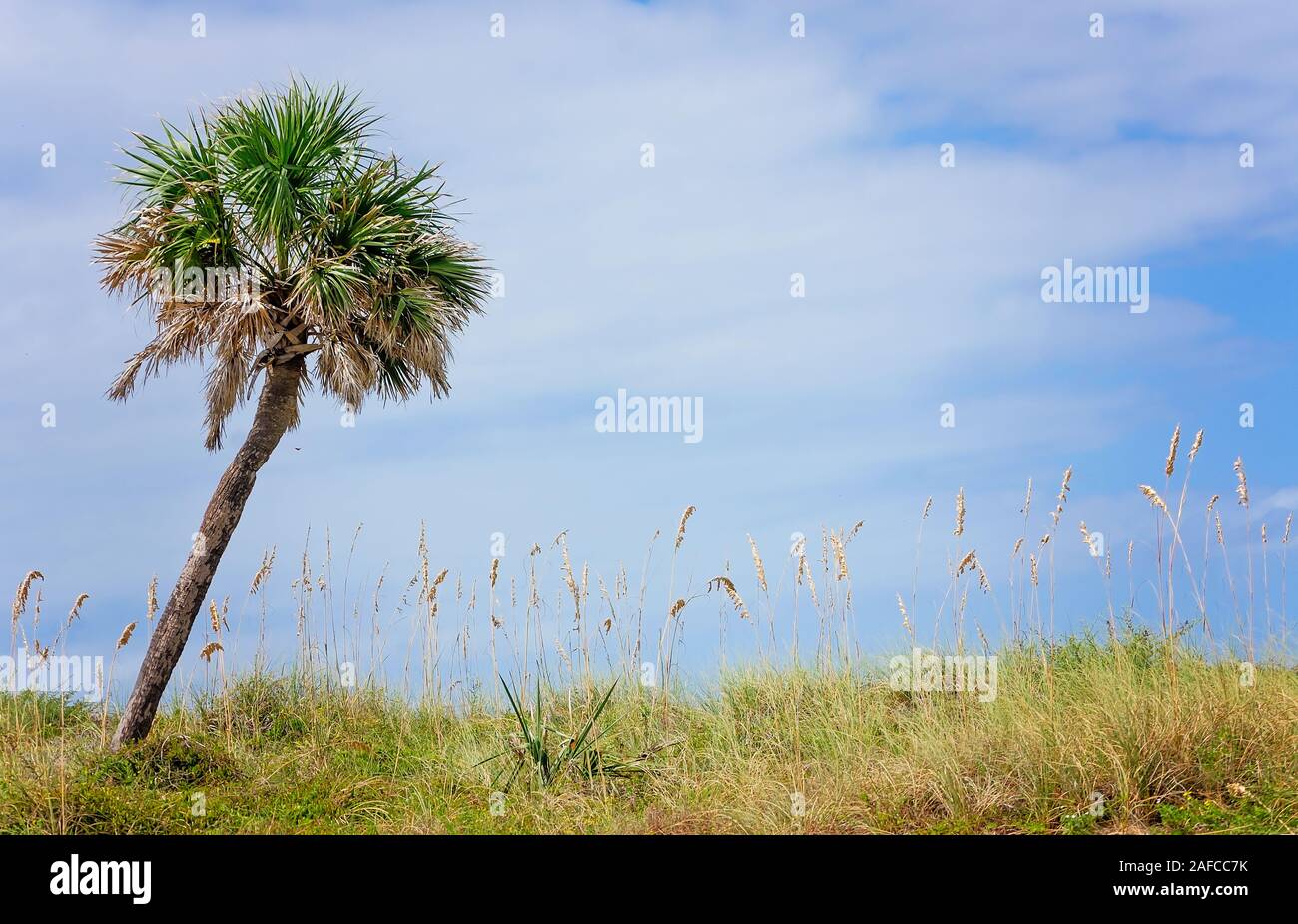 Un albero di palme che sorge su di una duna di sabbia in San Giuseppe penisola parco statale, Sett. 22, 2019, in Port St. Joe, Florida. Foto Stock