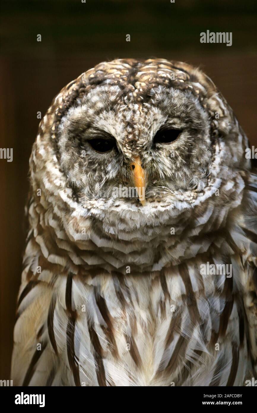 Un Northern sbarrate Owl, Strix varia in verticale. Il Popcorn Park Zoo, fiume a forcella, New Jersey, STATI UNITI D'AMERICA Foto Stock