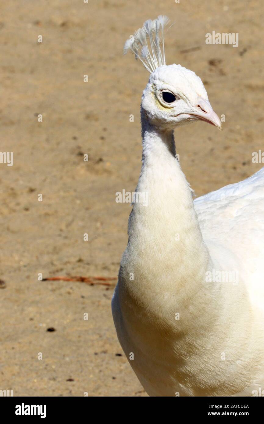 Un leucistic Pavone indiano, Pavo cristatus, presso il popcorn Park Zoo nel fiume a forcella, New Jersey Foto Stock