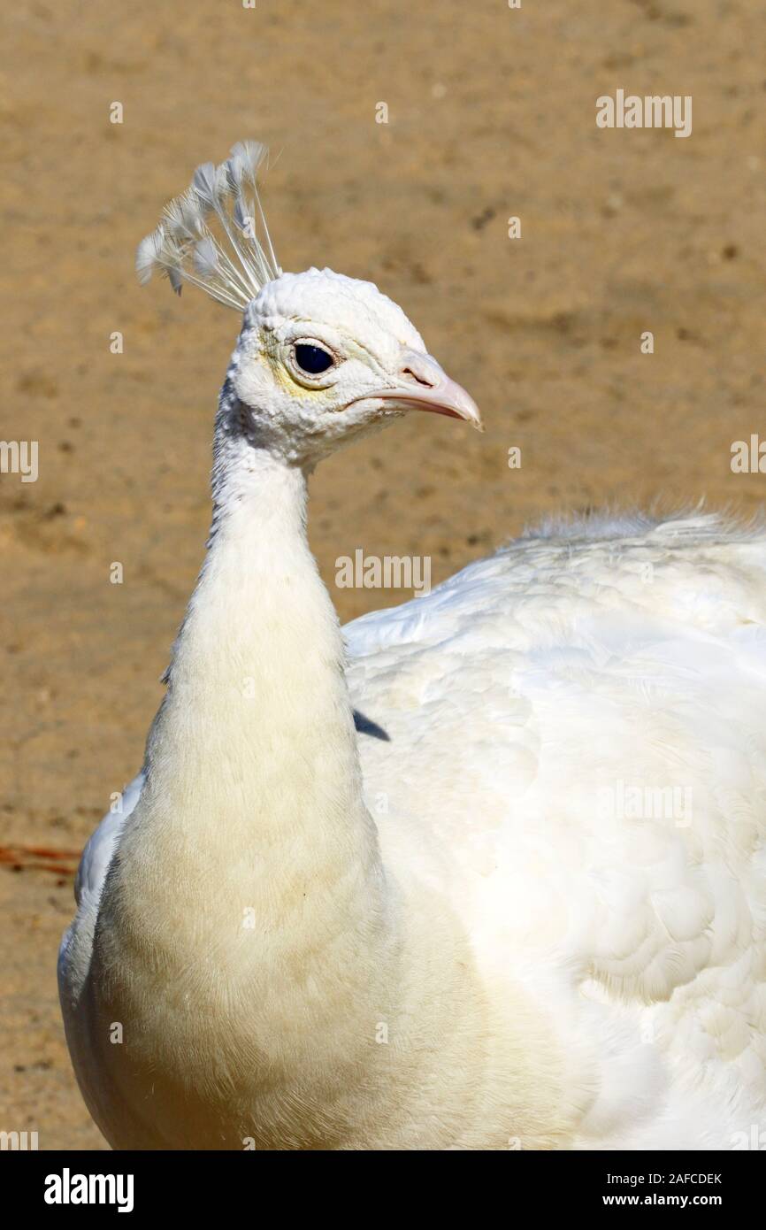 Un leucistic Pavone indiano, Pavo cristatus, presso il popcorn Park Zoo nel fiume a forcella, New Jersey Foto Stock